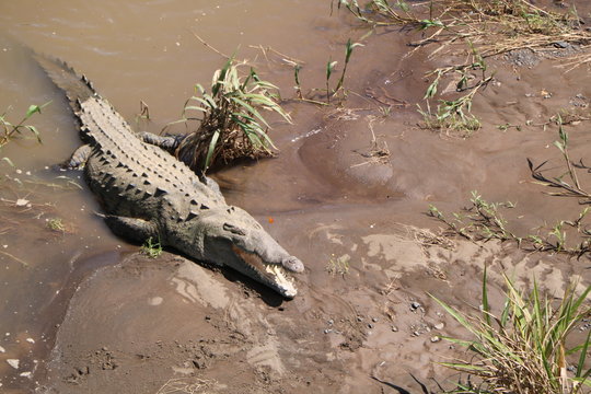 Costa Rican Crocodile