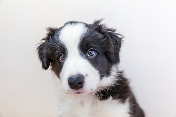 Obraz na płótnie Canvas Funny studio portrait of cute smilling puppy dog border collie on white background. New lovely member of family little dog at home gazing and waiting. Pet care and animals concept