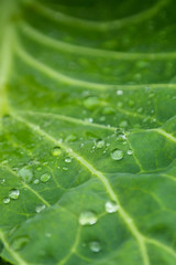 Cabbage leaf. Macro mode. Dew.
