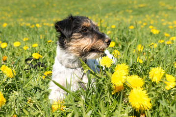 Jack Russell Terrier dog 3 years old sitting in a green spring meadow