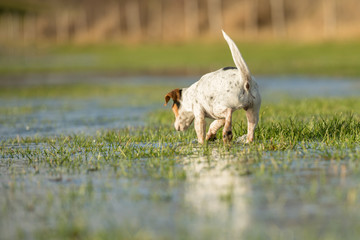 Fototapeta na wymiar Cute Jack Russell Terrier dog 12 years old is running in a meadow with water puddles in a cold season