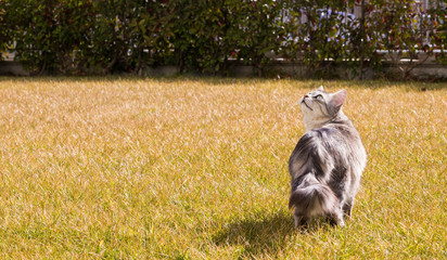 Obraz na płótnie Canvas Long haired cat of siberian breed in relax outdoor