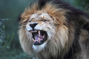 Close up of a male Lion (Panthera leo) flehming in the Amakhala Game Reserve, Eastern Cape, South...