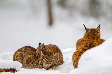 Eurasian lynx (Lynx lynx) family, mother with two kittens, in the snow in the animal enclosure in the Bavarian Forest National Park, Bavaria, Germany. © DirkR