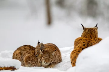 Fototapeten Eurasian lynx (Lynx lynx) family, mother with two kittens, in the snow in the animal enclosure in the Bavarian Forest National Park, Bavaria, Germany. © DirkR