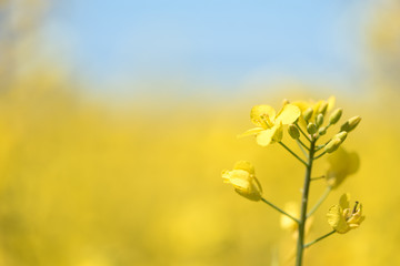 Rape Flowers in the season spring. Yellow field