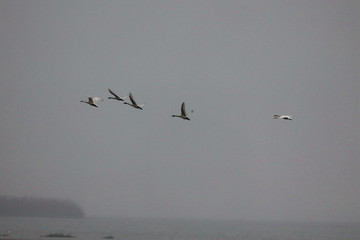  Migratory bird swans wintering in this inner lake, dongting lake