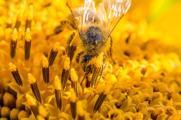 Honey bee covered with yellow pollen collecting sunflower nectar. Animal sitting at summer sun flower and collect for important environment ecology sustainability. Awareness of nature climate change