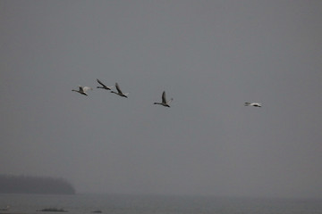  Migratory bird swans wintering in this inner lake, dongting lake