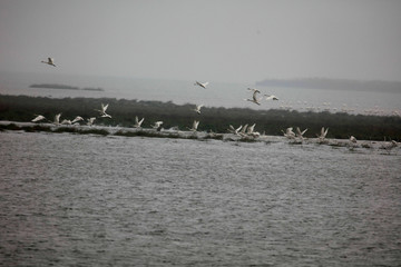  Migratory bird swans wintering in this inner lake, dongting lake