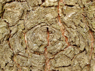 Texture of tree bark (rocks, mountains)