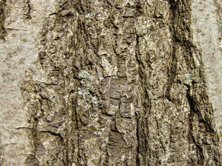 Texture of tree bark (rocks, mountains)