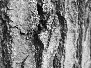 Fototapeta na wymiar Texture of tree bark (rocks, mountains)