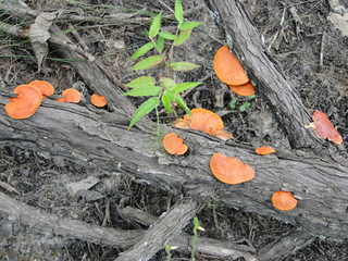 fungus growing on tree trunk
