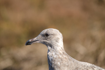 Ring Billed Gull Head Shot Side View