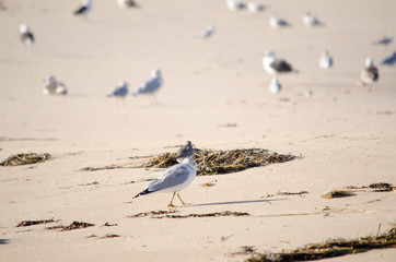Laughing Gull on the Beach