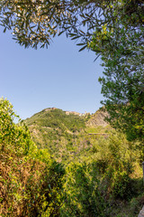 Italy, Cinque Terre, Corniglia, a tree in a forest
