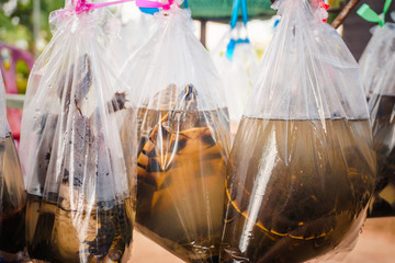 turtles in plastic bags, cruelty practices against animals