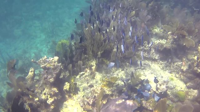 School of fish on the reef