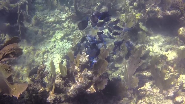 School of fish on the reef
