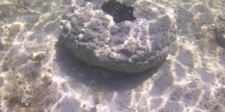 Sponge Garden in the Florida Keys