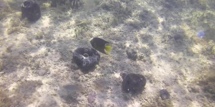Sponge Garden in the Florida Keys