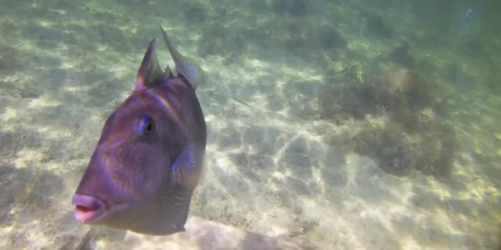 fish in the ocean coming to the camera