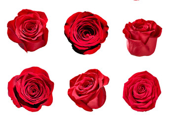 flower rose petal blosspm background