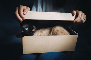 Siamese cat hides in a box. Cat Games. Comfort zone. New flat. Concept of loneliness, homeless,...