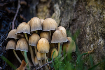 Setas agrupadas en la base de un tocón de un árbol centenario.