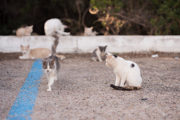 gruppo gatti giocano in strada in un parcheggio
