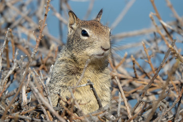 Chipmunk in his nest at Big Sur, California