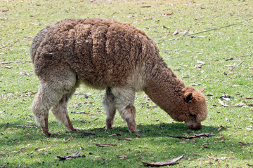 the alpaca is eating grass