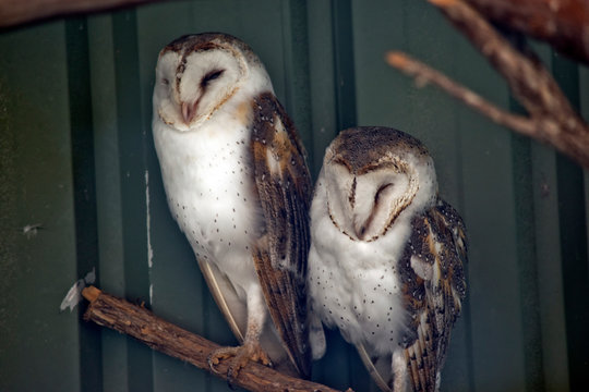 Two Barn Owls