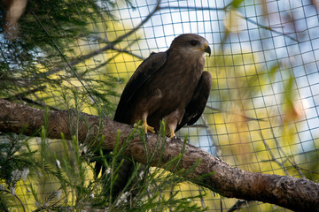 a black kite in a cage