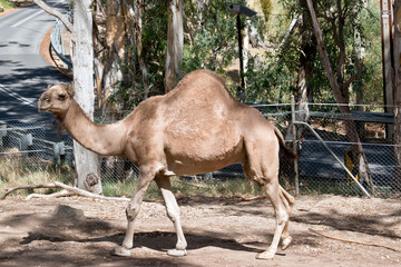 a this is a side view of a dromedary camel outdoors