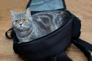 Cute cat in a black backpack photographer