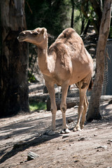 a dromedary camel outdoors