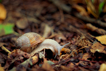 snail on a leaf