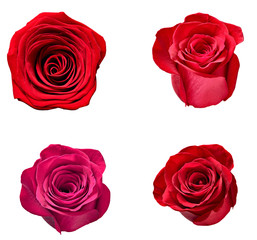 flower rose petal blosspm background