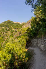 Fototapeta na wymiar Italy, Cinque Terre, Corniglia, a path with trees on the side of a dirt road
