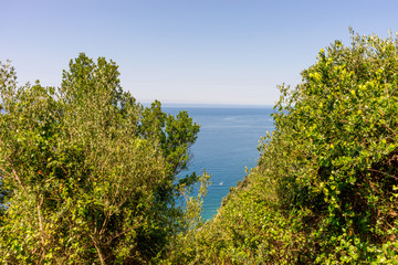 Fototapeta na wymiar Italy, Cinque Terre, Corniglia, a close up of a tree
