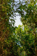 Italy, Cinque Terre, Corniglia, a close up of a tree
