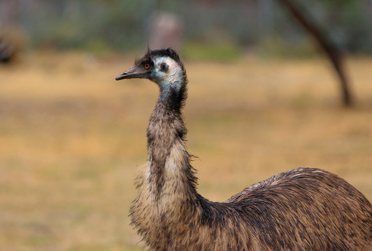 Australian Emu