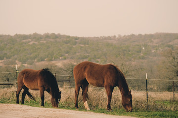 Horses graze with Texas landscape in background, rural ranch animal lifestyle.