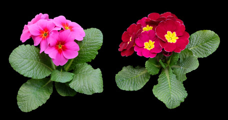 Set of bright pink and red primroses, isolated on black background, clipart with clipping path.