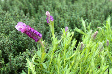 Obraz premium Ornamental plant Lavandula stoechas in the greenhouse or flowerbed.