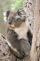 an Australian koala in a tree
