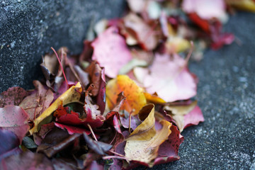 Fallen leaves pile up in the fall