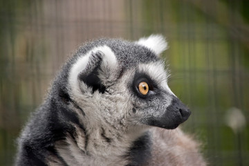 Fototapeta premium ring-tail lemur portrait